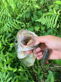 ラージマウスバスの釣果