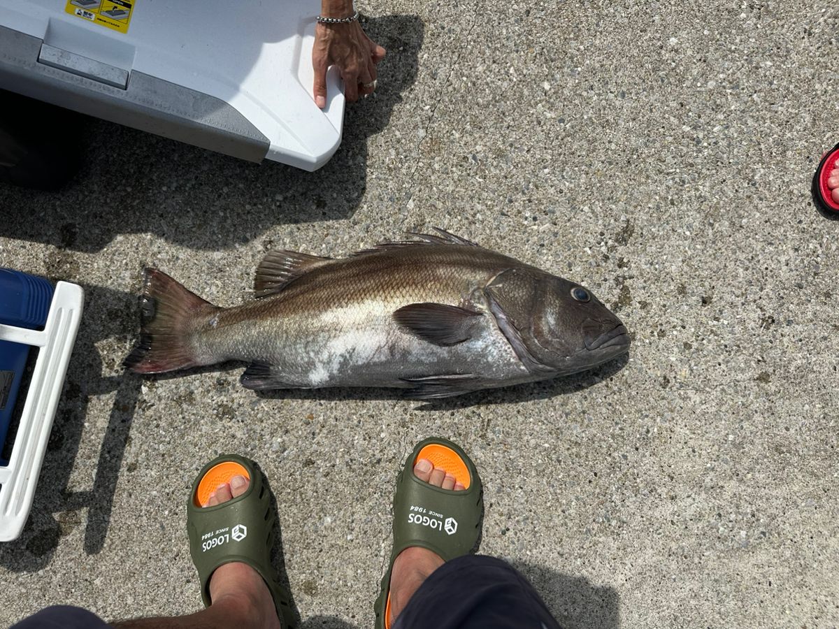 西田敏行かな？さんの釣果 1枚目の画像