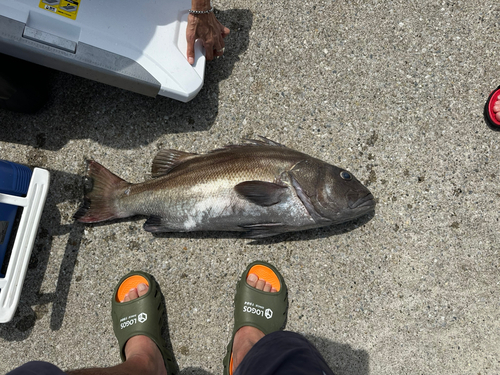 イシナギの釣果