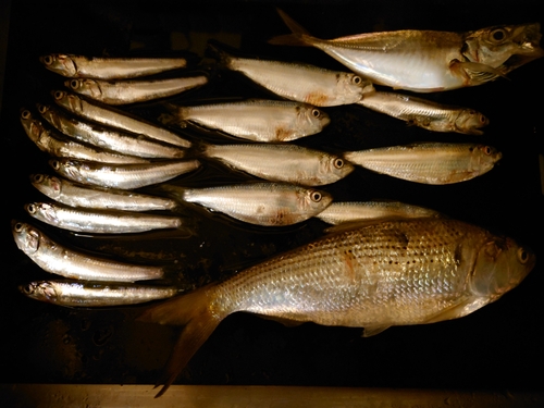 コノシロの釣果