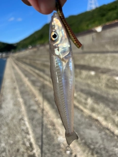 キスの釣果