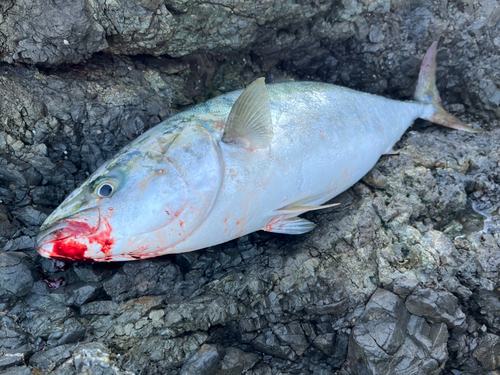 ブリの釣果