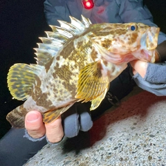 タケノコメバルの釣果