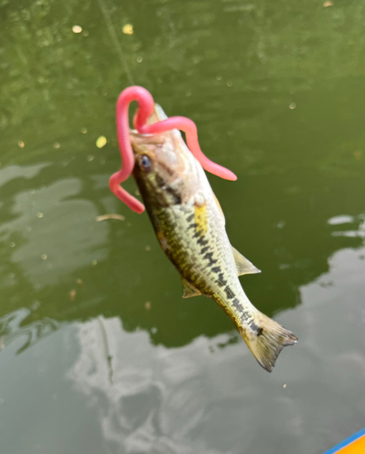 ブラックバスの釣果