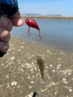 ウロハゼの釣果