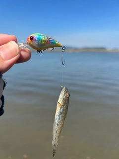 ウロハゼの釣果