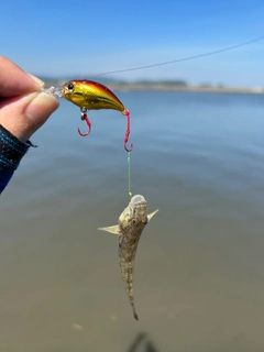 ウロハゼの釣果