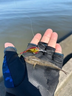 ウロハゼの釣果