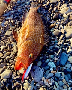 オオモンハタの釣果