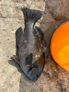 メジナの釣果