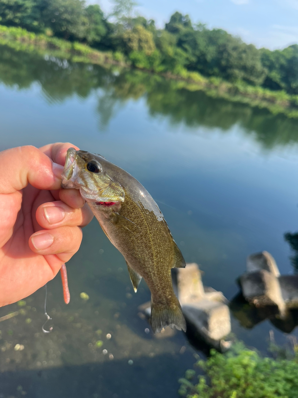 スモールマウスバス