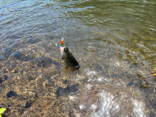 トラウトの釣果