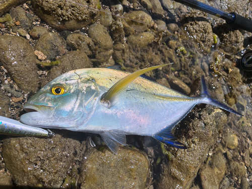 カスミアジの釣果