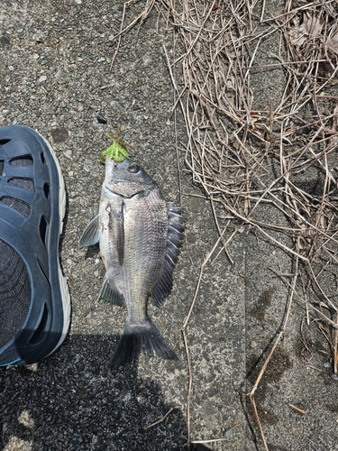 チヌの釣果