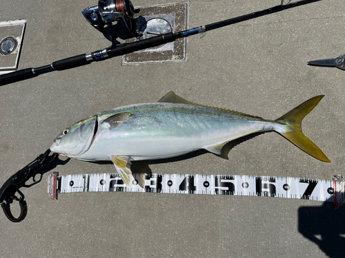 ハマチの釣果