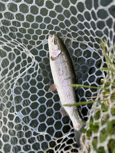 トラウトの釣果