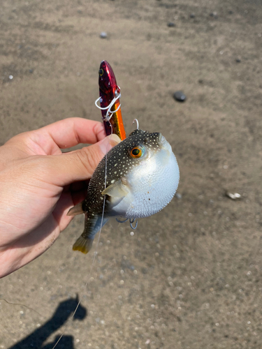 クサフグの釣果