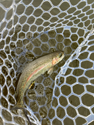 トラウトの釣果