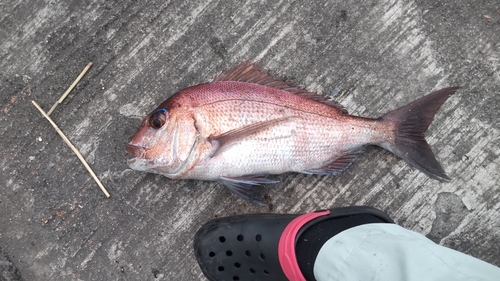 タイの釣果