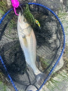 セイゴ（マルスズキ）の釣果