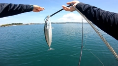 ソウダガツオの釣果