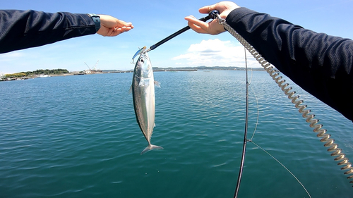 ソウダガツオの釣果