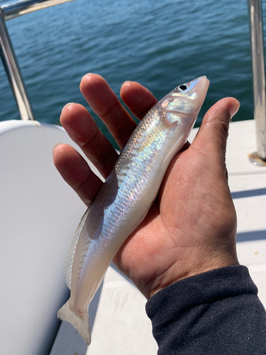 キスの釣果