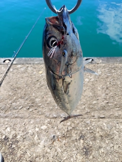 メジカの釣果