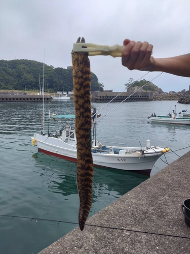 ウツボの釣果