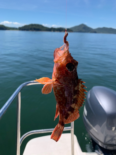 カサゴの釣果