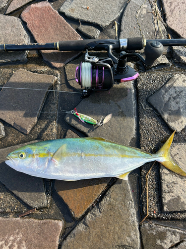 ワカシの釣果