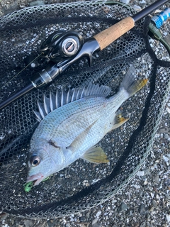 キビレの釣果