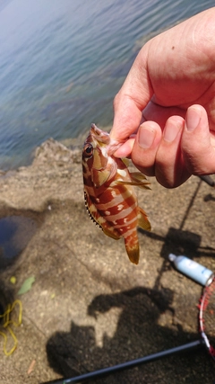 アカハタの釣果