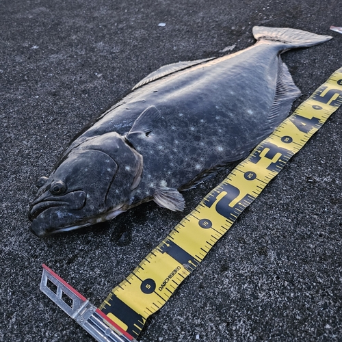 ヒラメの釣果