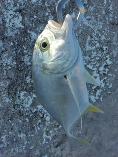 オニヒラアジの釣果