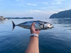 ソウダガツオの釣果