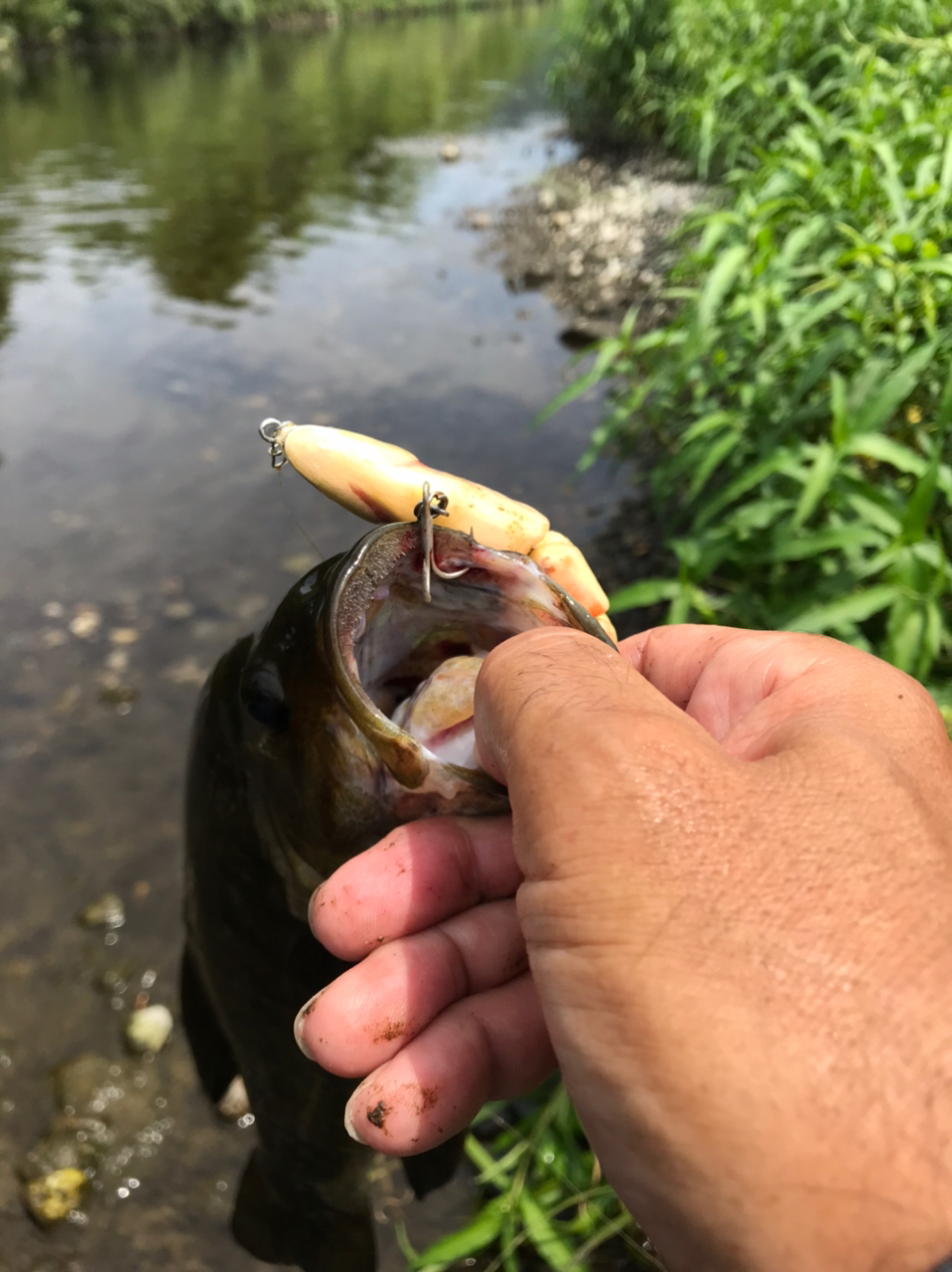 スモールマウスバス