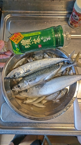 サバの釣果