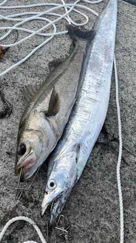 タチウオの釣果