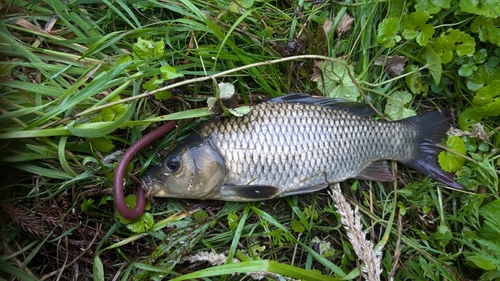 コイの釣果