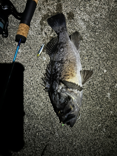 クロソイの釣果