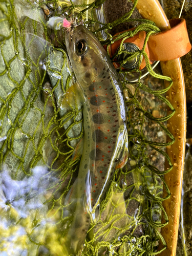 アマゴの釣果