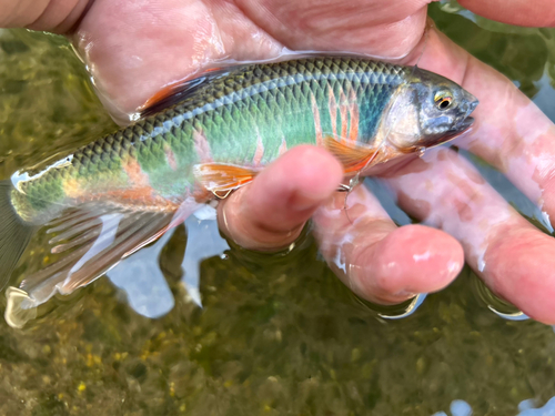 オイカワの釣果