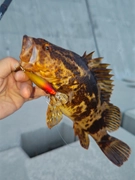 タケノコメバルの釣果