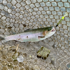 ニジマスの釣果