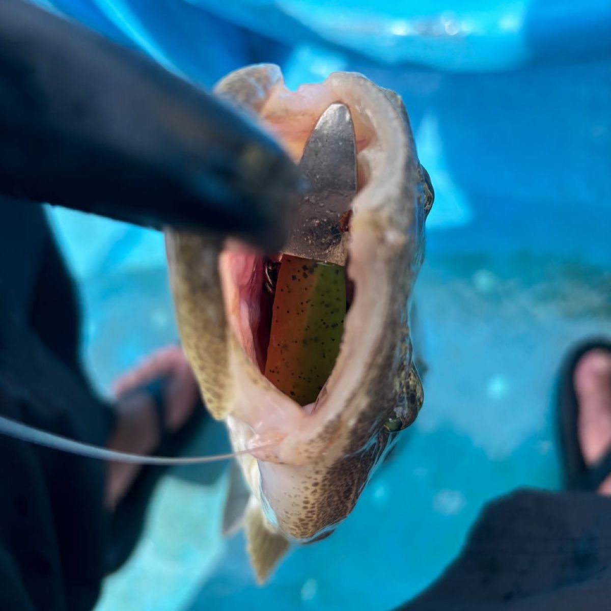 伊勢隼人【マゴチハンター】さんの釣果 2枚目の画像