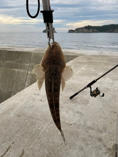 マゴチの釣果