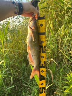 アメリカナマズの釣果