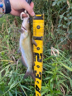 アメリカナマズの釣果