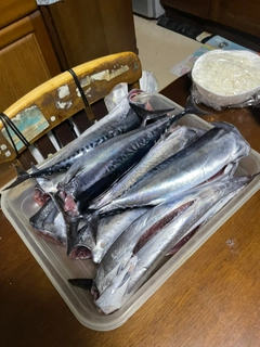 マルソウダの釣果